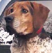 8&nbsp;Bluetick